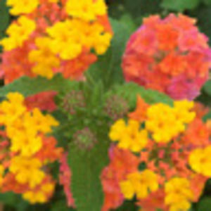 Meet your Posher, Adrian